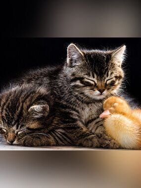 Vintage Kitten Duck Wall Plaque Cottagecore Animal Art 1983 Studio One